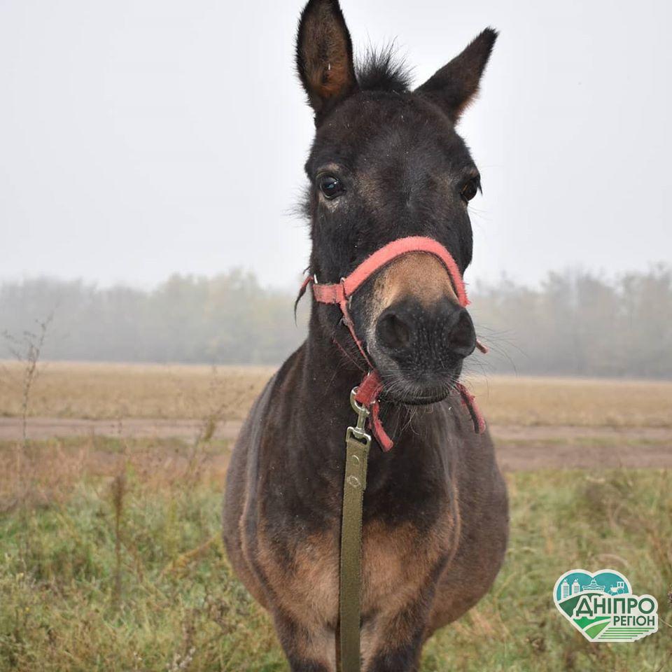 “Подари тюк сена лошадке “