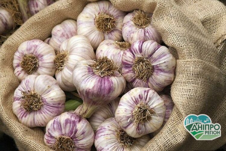 8 дивовижних фактів про користь часнику Що можна посадити на городі у жовтні