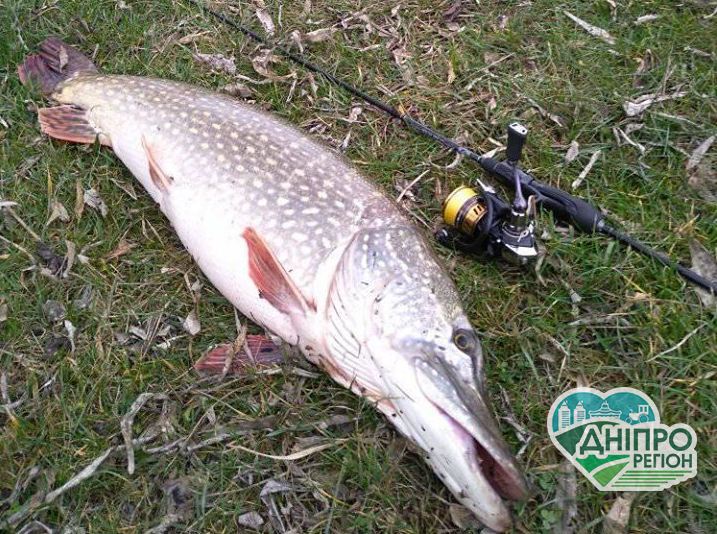 В Кривом Роге рыбак поймал гигантскую щуку