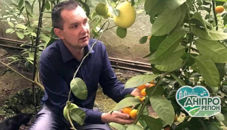 Коли у вас з`являються перші ананаси? О шостій ранку.