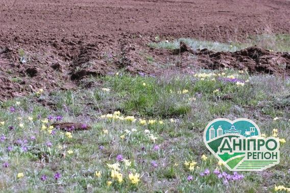 Трактором по рослинах, занесеним до Червоної книги