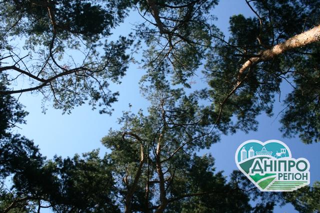 Трильйон дерев проти глобального потепління