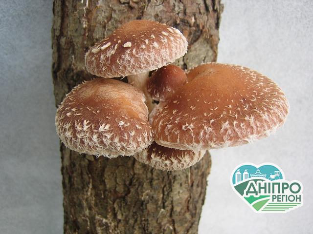 Японські шиїтаке з України прямують до Європи