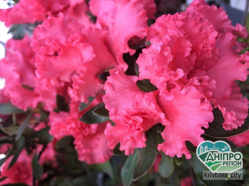 Квітучий сад зимою: Криворізький ботсад запрошує на парад азалій