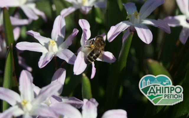 90% бджіл та пасік – такі втрати Австралії через пожежі