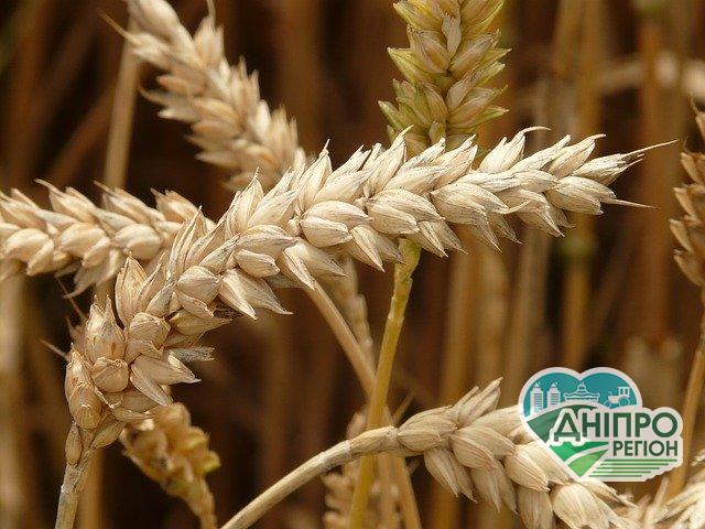 Мільйони гектарів “лівих” земель з “лівим” врожаєм