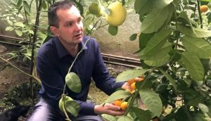 Коли у вас з`являються перші ананаси? О шостій ранку.