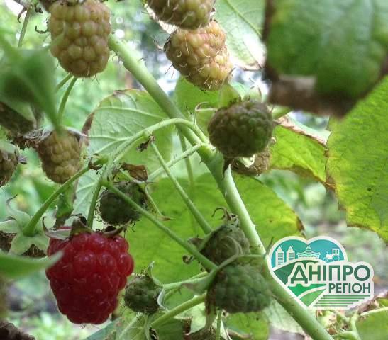 Українська органічна продукція завойовує західний ринок Українська органічна продукція завойовує західний ринок