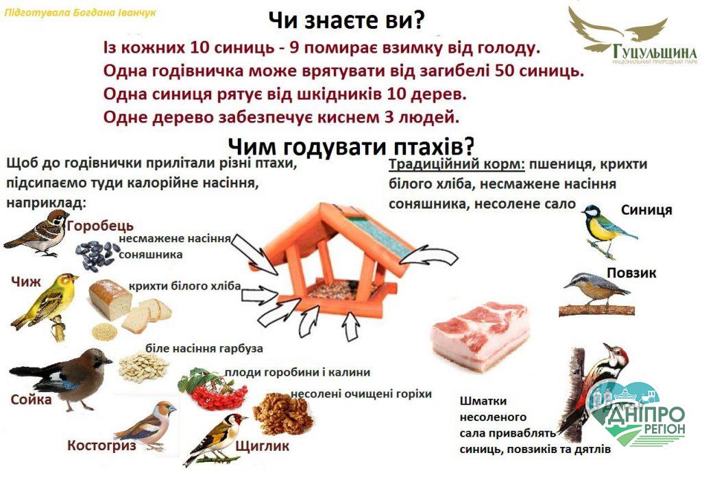 Як врятувати від голоду крилатих помічників