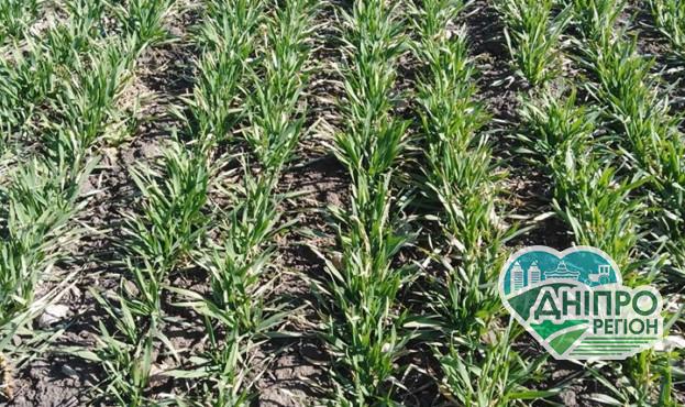 Досліджено стан озимих в Україні На полях Дніпропетровщины перезимували майже 100% озимих