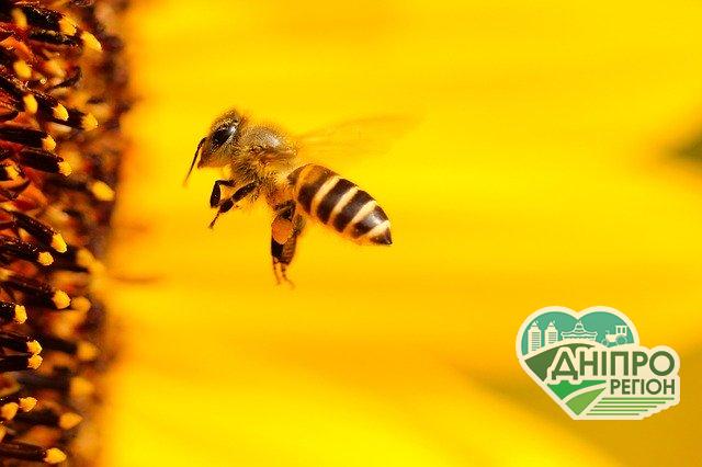 Магічне соняшникове коло захистить від пестицидів