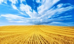 Знайдено можливість виявляти тіньові посіви в Україні