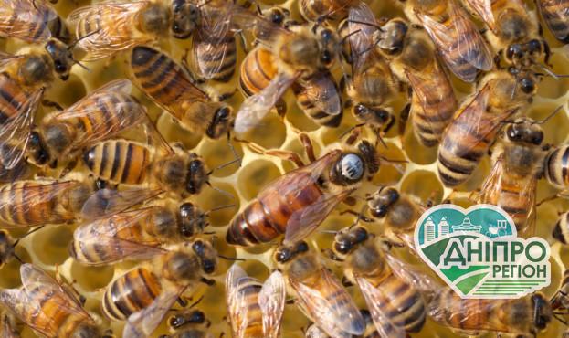 Бджолярі зможуть отримати дотації на бджолосім’ї