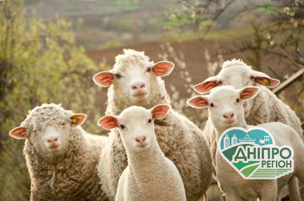 Озвучено стратегію розвитку сільських регіонів до 2024 року