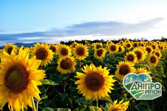 Експорт Україною олії соняшника зріс майже на 11%