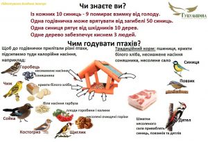 Як врятувати від голоду крилатих помічників