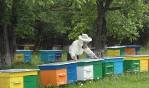 В Україні з’явиться атракційна пасіка та медовий туристичний маршрут
