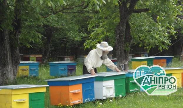 В Україні з’явиться атракційна пасіка та медовий туристичний маршрут