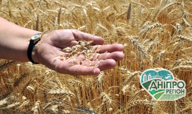 Оприлюднено, чому знижуються ціни на пшеницю