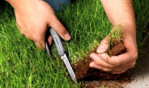 З державної власності України були виведені 3 млн га землі