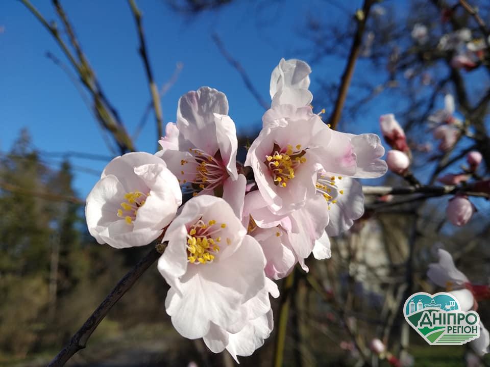 У Дніпрі: весна іде, красу несе У перші дні травня погода в Дніпрі та області стане неочікуваним сюрпризом