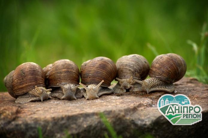 Українські делікатеси: експорт консерв з равликів на ринок ЄвроСоюзу