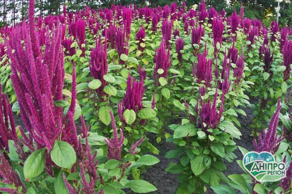 Дніпропетровщину перетворють на “Амарантову столицю” Дніпропетровщину перетворють на "Амарантову столицю"