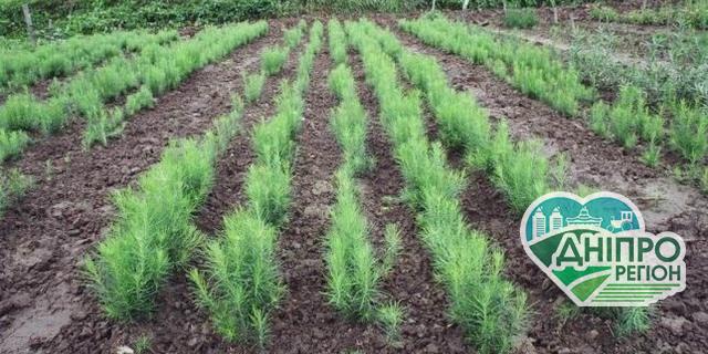 На Дніпропетровщині висадили 643 тисячі саджанців дерев На Дніпропетровщині висадили 643 тисячі саджанців дерев