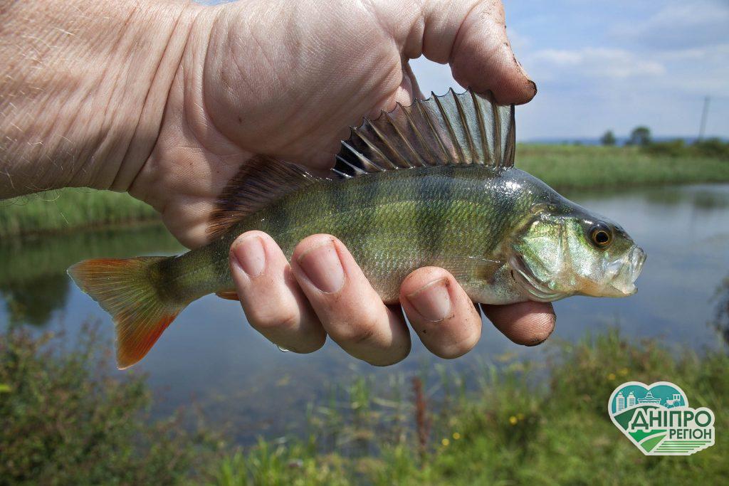 Нерест 2020: в кінці березня в Дніпропетровській області введуть заборону на риболовлю