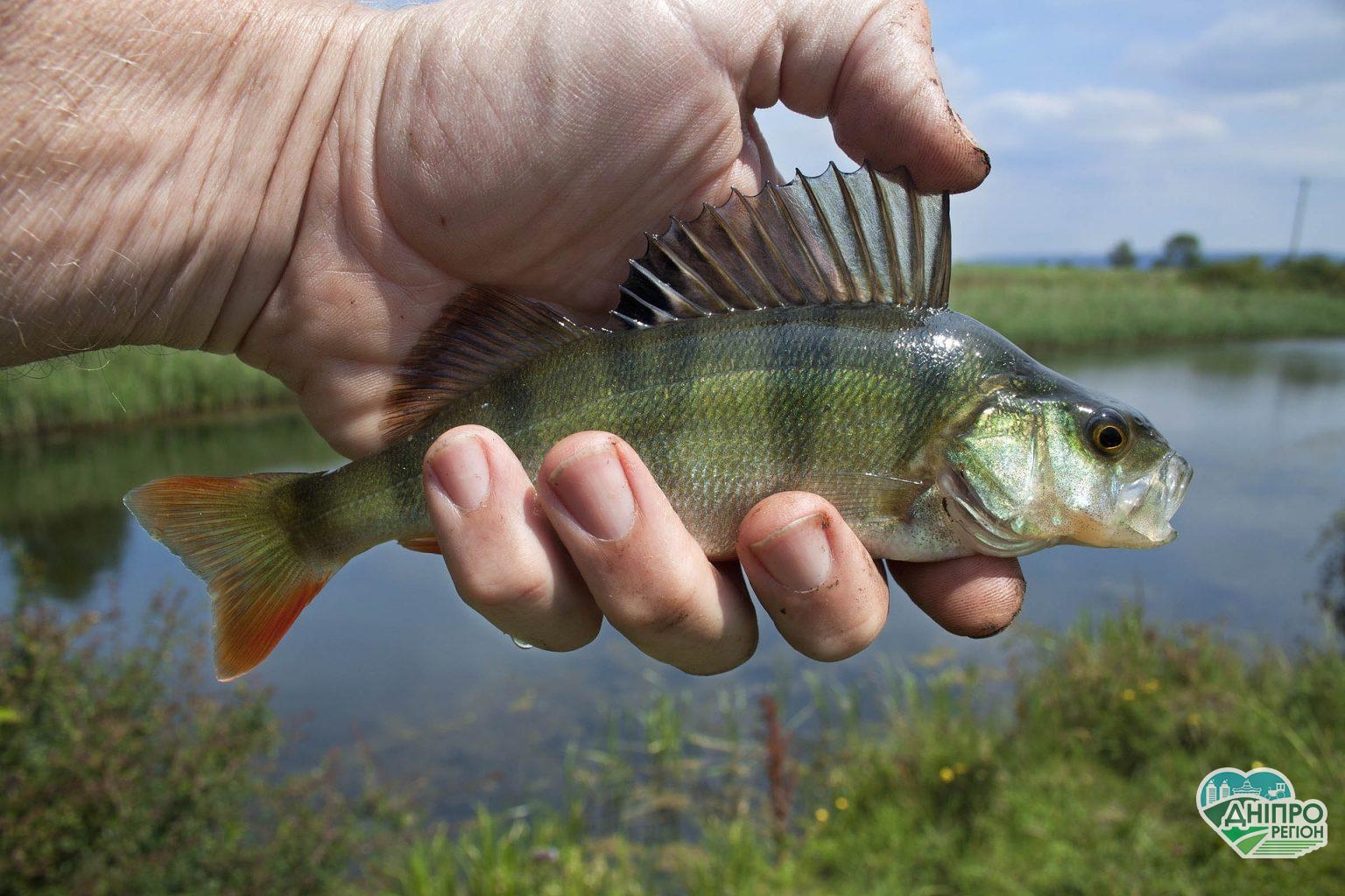 Нерест 2020: в кінці березня в Дніпропетровській області введуть заборону на риболовлю Нерест 2020: в кінці березня в Дніпропетровській області введуть заборону на риболовлю