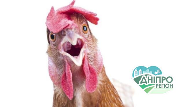 Названо країни, що ввели заборону на імпорт української курятини