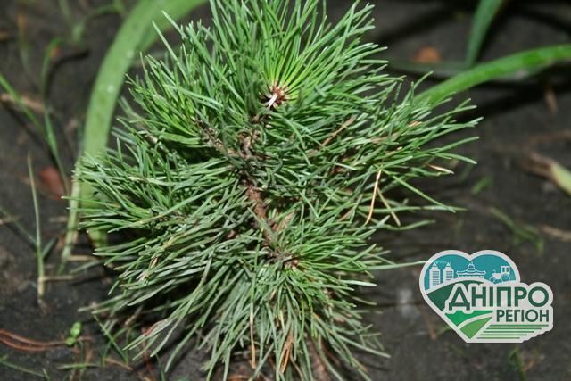 В 2019 році в Україні незаконна вирубка лісів зросла майже в 7 разів