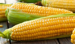 Названо ТОП області України за врожайністю кукурудзи