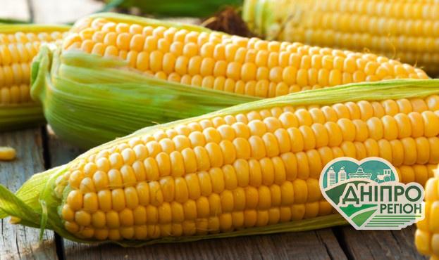 Названо ТОП області України за врожайністю кукурудзи
