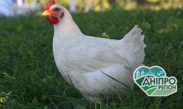 В Україні, щоб обійти карантин, вигулюють курей на повідку В Україні, щоб обійти карантин, вигулюють курей на повідку