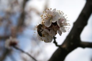 Народні поради: як врятувати сад від заморозків