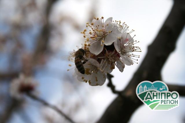 Народні поради: як врятувати сад від заморозків Народні поради: як врятувати сад від заморозків