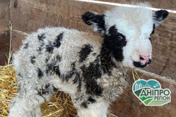 У Миколаївському зоопарку народився баранчик з 4-ма рогами (відео) У Миколаївському зоопарку народився баранчик з 4-ма рогами (відео)