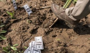 Стало відомо, коли фермери отримають держпідтримку