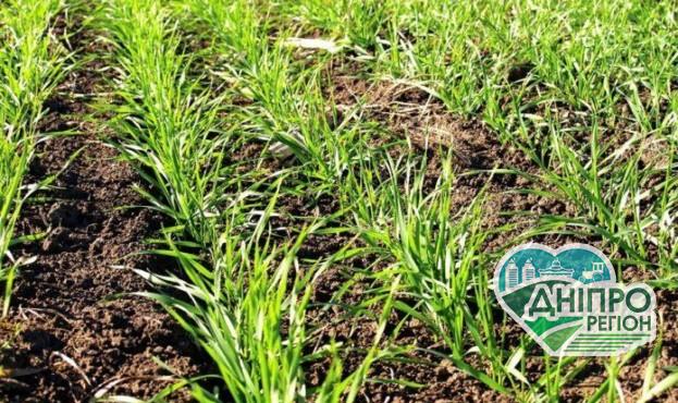 Названо, як постраждали озимі культури в Україні від заморозків та посухи Названо, як постраждали озимі культури в Україні від заморозків та посухи