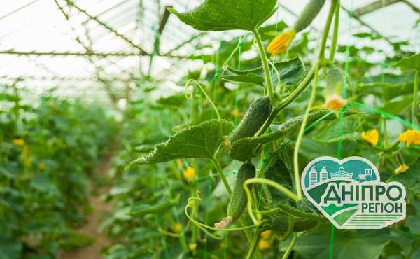 Україна ризикує повністю втратити тепличну галузь Україна ризикує повністю втратити тепличну галузь