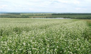 В Україні планують посіяти на 40% більше гречки, ніж минулоріч