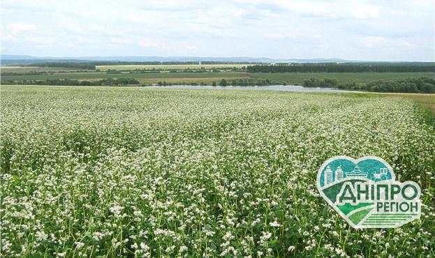 В Україні планують посіяти на 40% більше гречки, ніж минулоріч В Україні планують посіяти на 40% більше гречки, ніж минулоріч