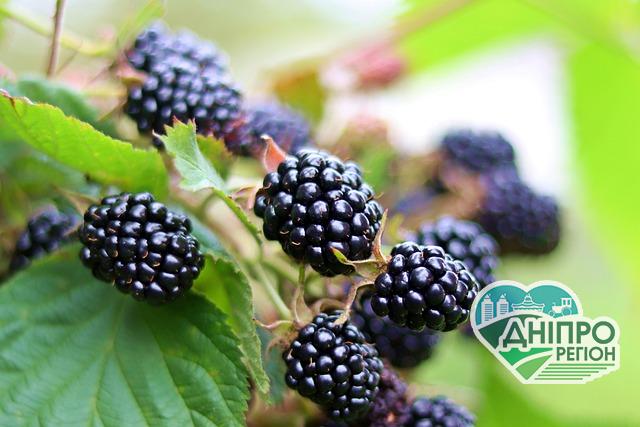 Ожина з Арканзасу вже скоро отримає реєстрацію в Україні Ожина з Арканзасу вже скоро отримає реєстрацію в Україні