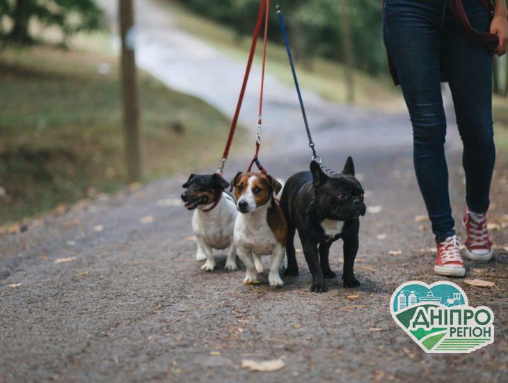 #Мои_Любимцы: мер Дніпра Філатов запустив флешмоб в мережі #Мои_Любимцы: мер Дніпра Філатов запустив флешмоб в мережі