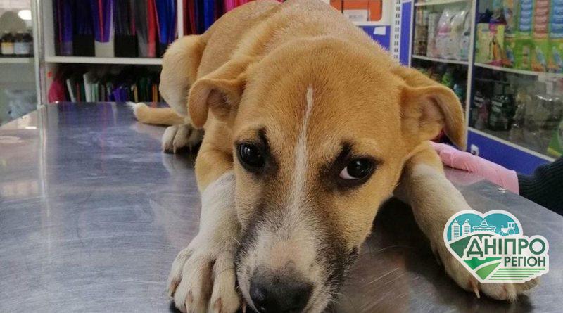 Тварини Дніпра: замість нових домівок – клініка (Фото) Тварини Дніпра: замість нових домівок – клініка (Фото)