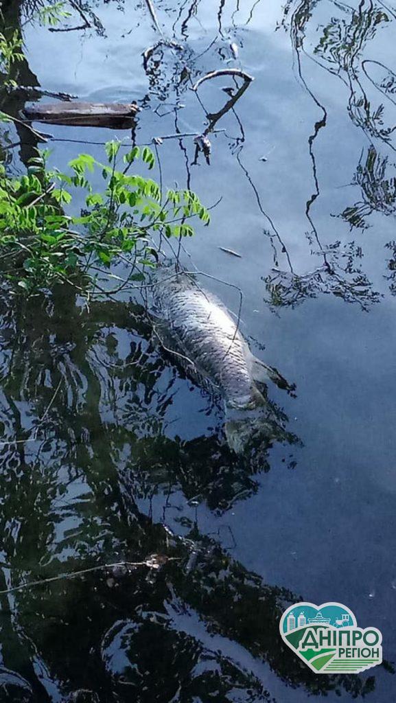 У Дніпрі у річці виявили мор риби: Фото У Дніпрі у річці виявили мор риби: Фото