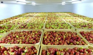 В Україні фермери змушені викидати продукцію через дефіцит сховищ та переробки