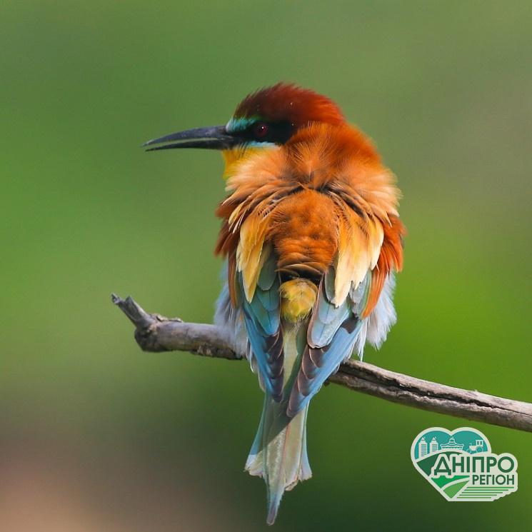 У Дніпрі виявили бджолоїдку-“папугу”