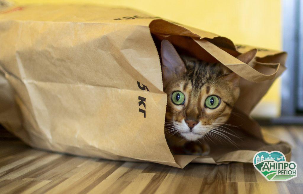 В Україні запустять виробництво біоупаковки з картопляного крохмалю В Україні запустять виробництво біоупаковки з картопляного крохмалю